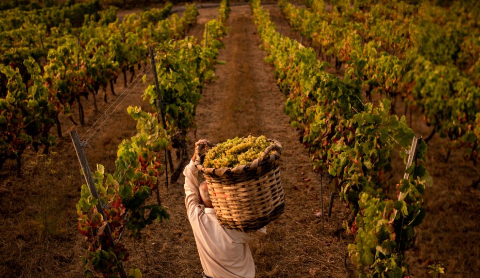 Cosecha de vino | Foto: DOP Islas Canarias - Canary Wine
