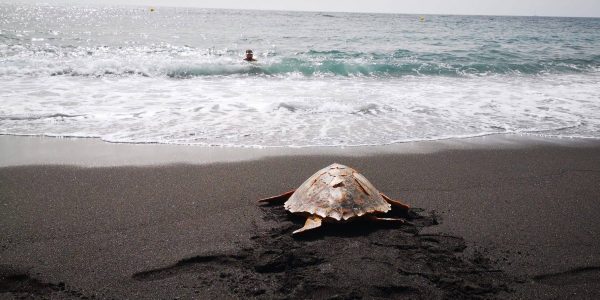 Tortuga del Centro de Recuperación de Fauna de La Tahonilla | Foto: Cabildo de Tenerife