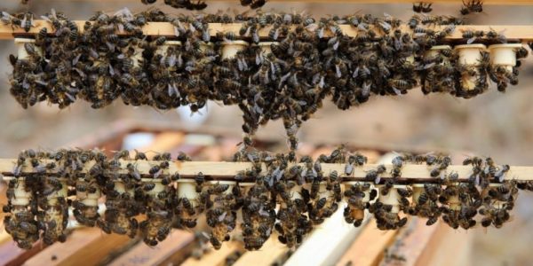 Colmenas de abeja negra | Foto: Gobierno de Canarias