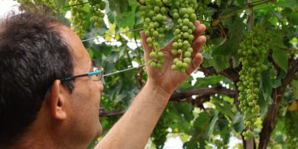 Juan jesús Méndez | Foto: Bodegas Viñátigo