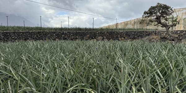 Cultivo de piña tropical en El Hierro | Foto: Cabildo de El Hierro