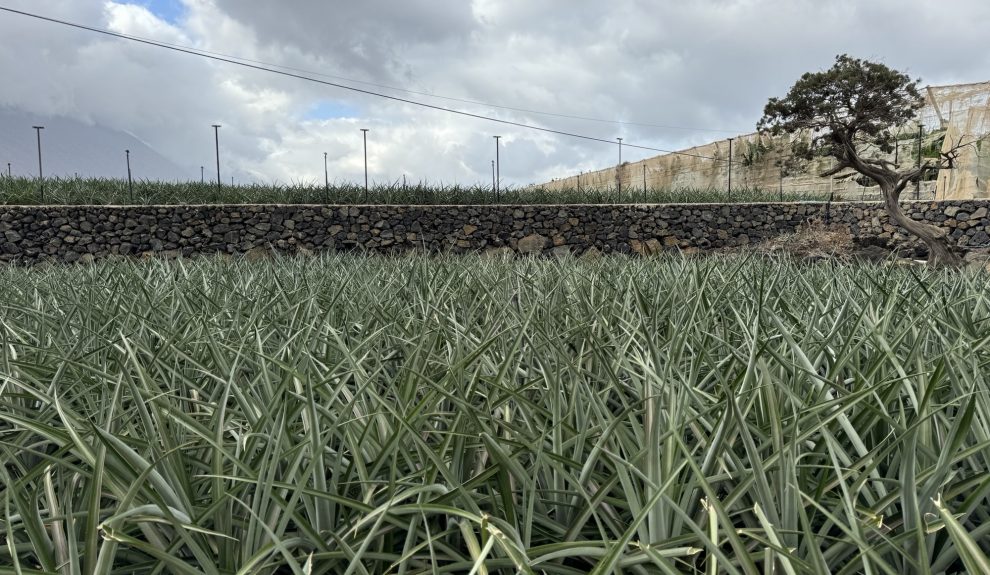 Cultivo de piña tropical en El Hierro | Foto: Cabildo de El Hierro