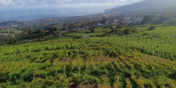 Viñedos canarios | Foto: GMR