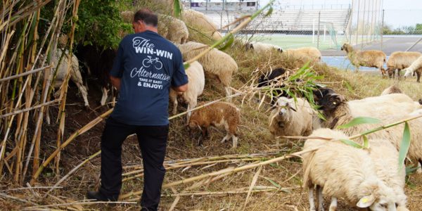 Ovejas bombero | Foto: Ayuntamiento de Tegueste