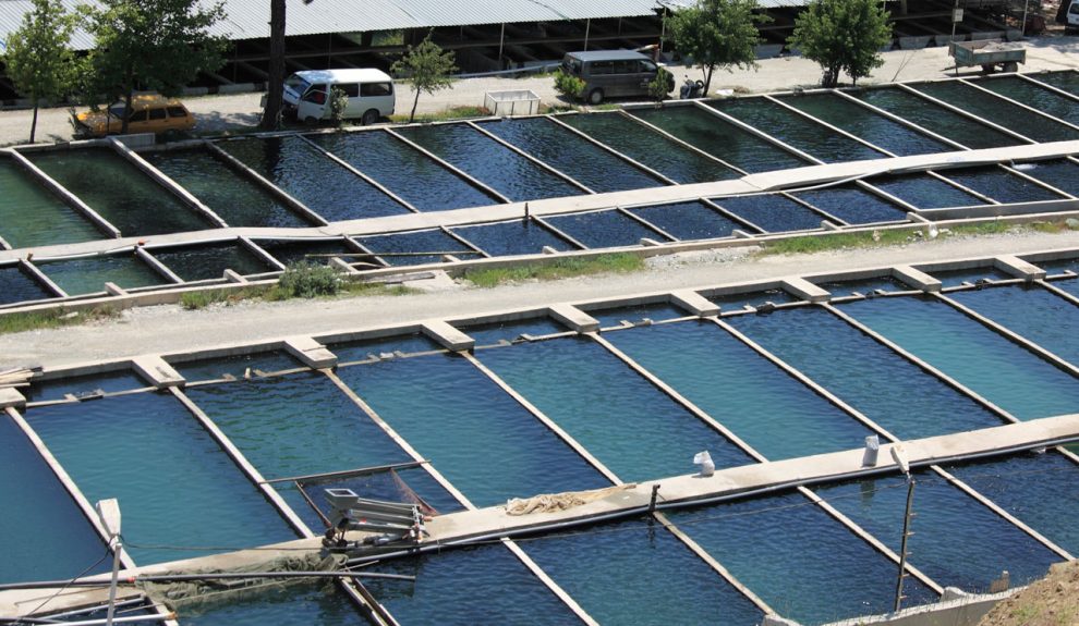 Instalaciones de una piscifactoría | DP