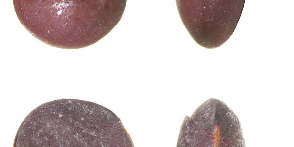 Semillas de lenteja | Jacob Bentejui Moral - ULPGC