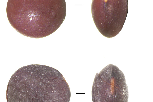 Semillas de lenteja | Jacob Bentejui Moral - ULPGC