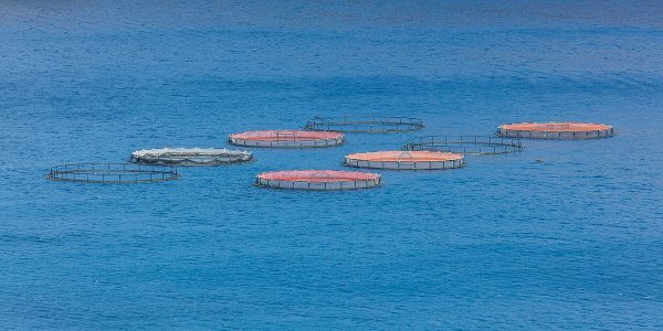 Piscifactoría | Diego Delso - Wikipedia