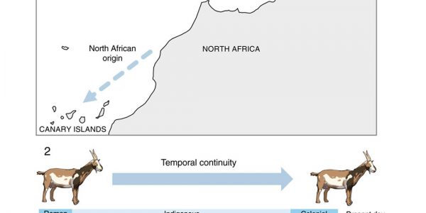 Infografía de la investigación del equipo de Rosa Fregel | ULL