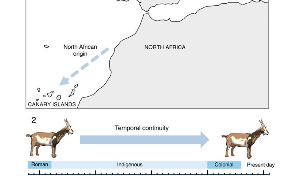 Infografía de la investigación del equipo de Rosa Fregel | ULL