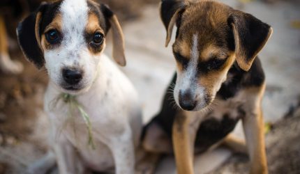 Animales de compañía | Foto: Pixabay