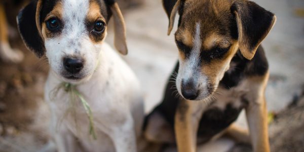 Animales de compañía | Foto: Pixabay