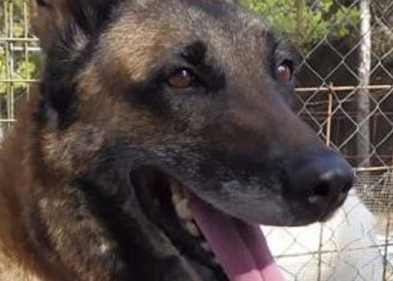 'Kira'. uno de los perros en adopción | Foto: Adopta K9