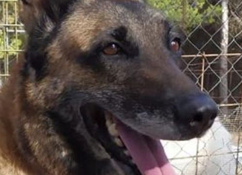 'Kira'. uno de los perros en adopción | Foto: Adopta K9