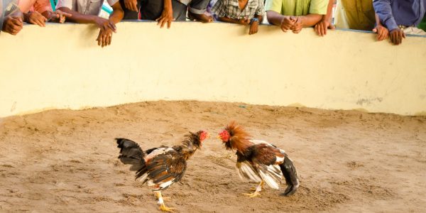 Pelea de gallos | Foto: PACMA