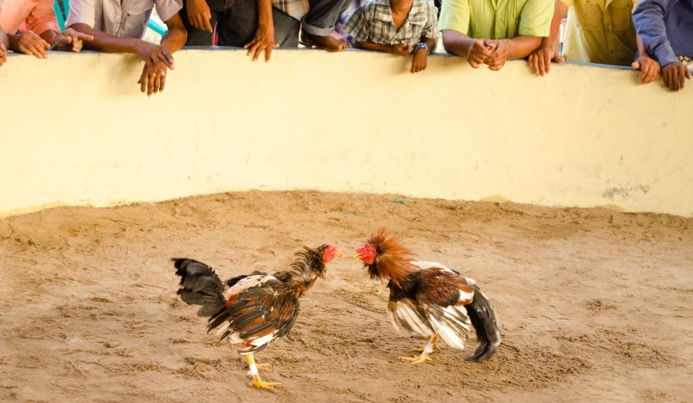 Pelea de gallos | Foto: PACMA