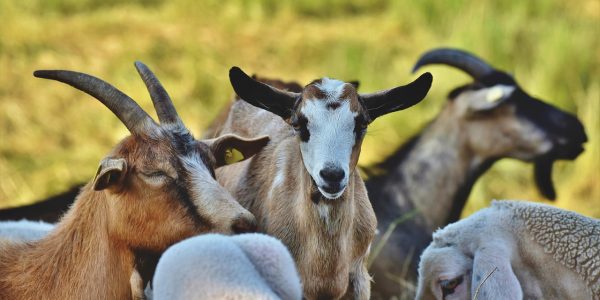 Martín subraya que la actividad ganadera no es algo reciente en la zona | Foto: Pixabay