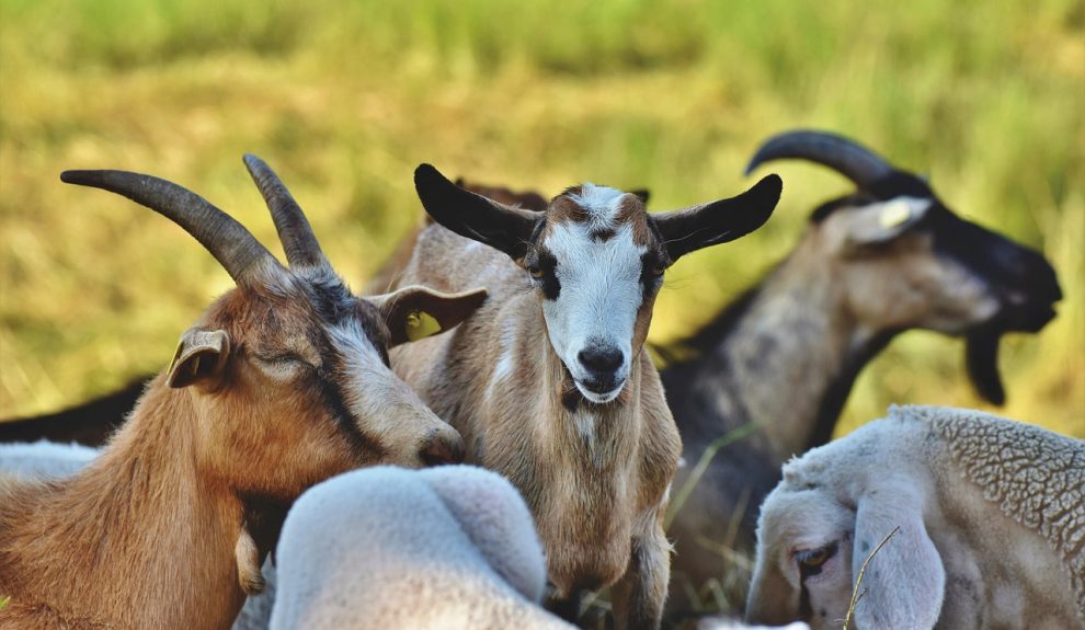 Martín subraya que la actividad ganadera no es algo reciente en la zona | Foto: Pixabay