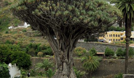 Drago canario | CC BY-SA 3.0, https://commons.wikimedia.org/w/index.php?curid=196327