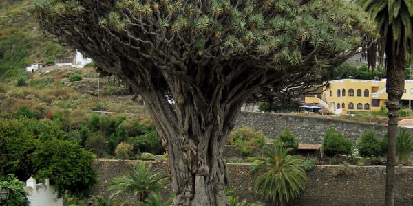 Drago canario | CC BY-SA 3.0, https://commons.wikimedia.org/w/index.php?curid=196327