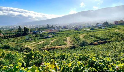 La técnica del cultivo de la viña en cordón trenzado del Valle de La Orotava, declarada Bien de Interés Cultural | Foto Dirección General de Cultura y Patrimonio Cultural del Gobierno de Canarias