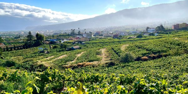 La técnica del cultivo de la viña en cordón trenzado del Valle de La Orotava, declarada Bien de Interés Cultural | Foto Dirección General de Cultura y Patrimonio Cultural del Gobierno de Canarias