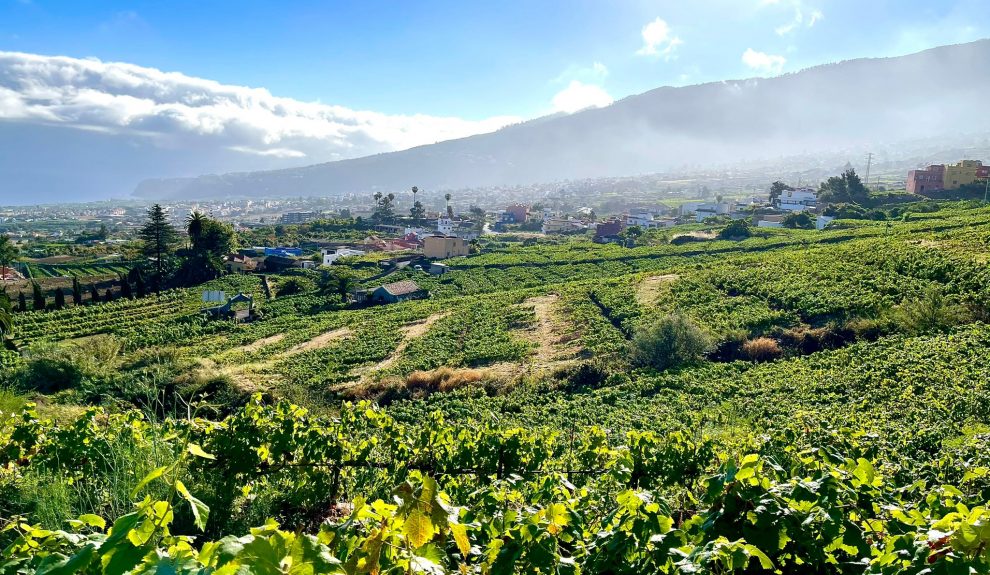 La técnica del cultivo de la viña en cordón trenzado del Valle de La Orotava, declarada Bien de Interés Cultural | Foto Dirección General de Cultura y Patrimonio Cultural del Gobierno de Canarias
