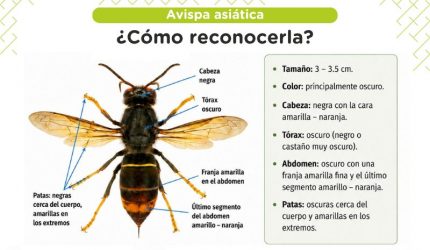 Infografía distribuida para recabar la colaboración ciudadana