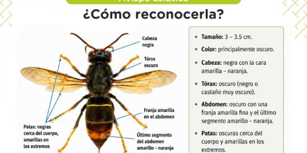 Infografía distribuida para recabar la colaboración ciudadana