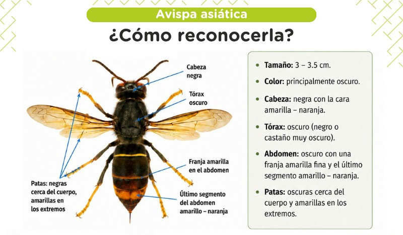 Infografía distribuida para recabar la colaboración ciudadana