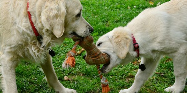 Perros jugando | Foto: Pixabay