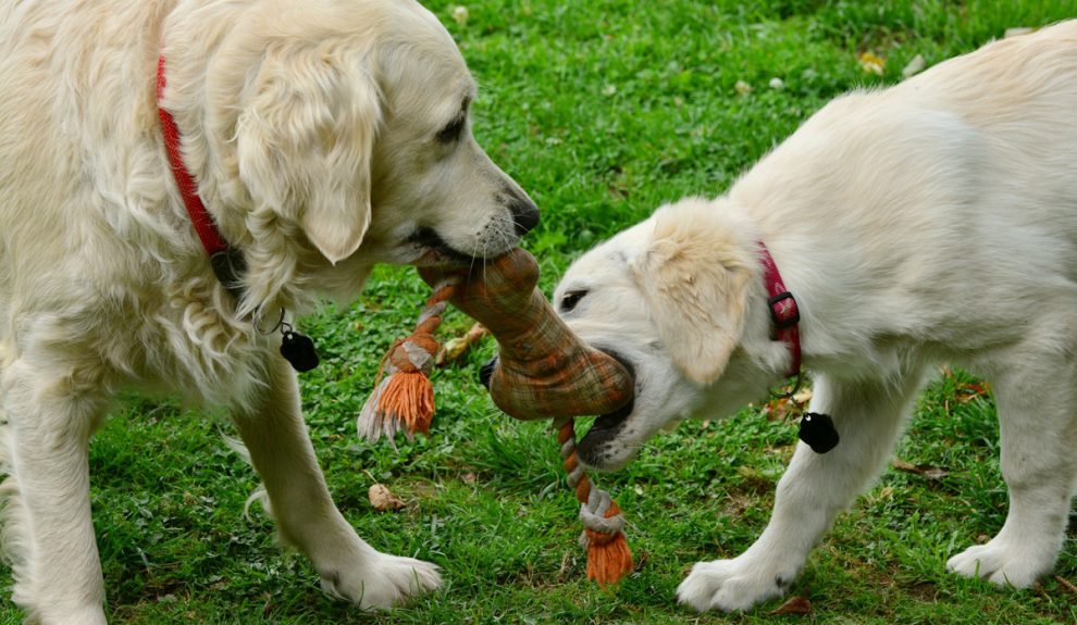 Perros jugando | Foto: Pixabay