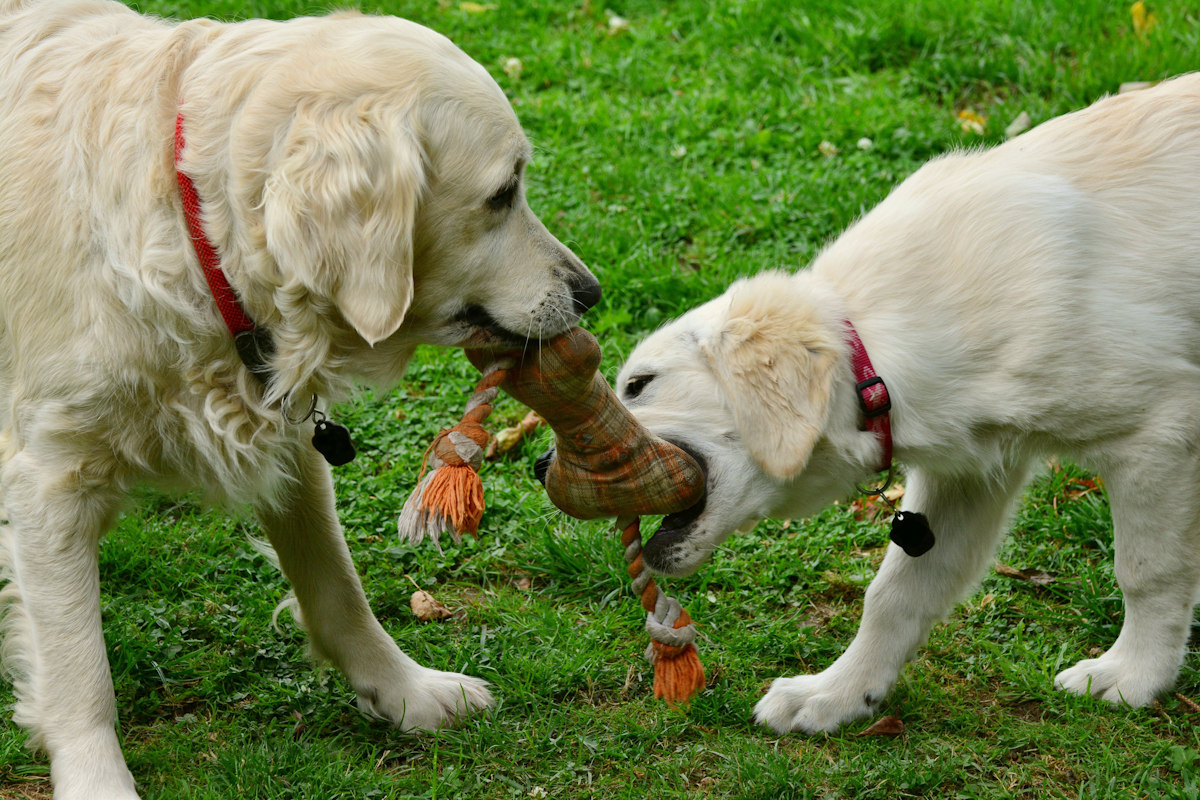 Perros jugando | Foto: Pixabay